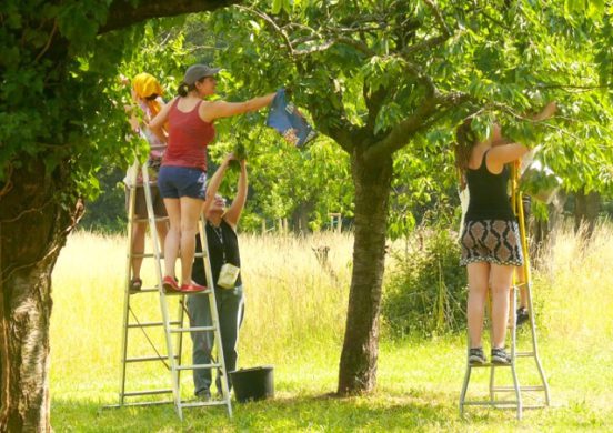 Menschen flücken Äpfel von einem Baum